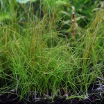 植栽から68日目　ヘアーグラスショート